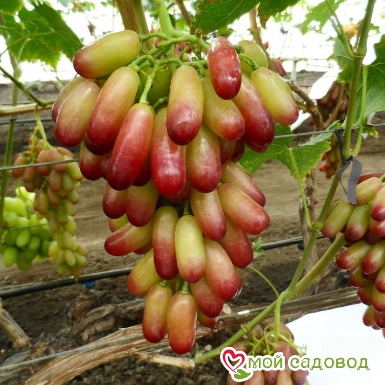 Виноград Маникюр фингер