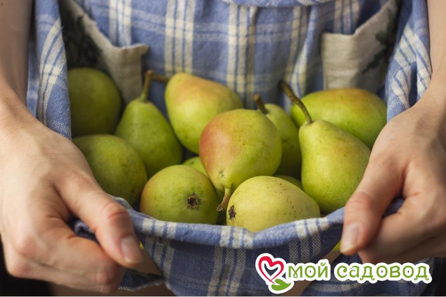 Груша Лимонадная описание характеристики посадка и уход отзывы