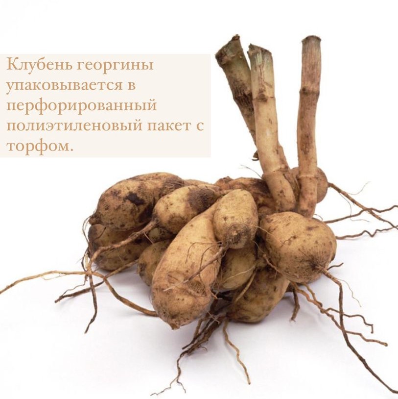 Георгина КЕЛЬВИН ФЛУДЛАЙТ