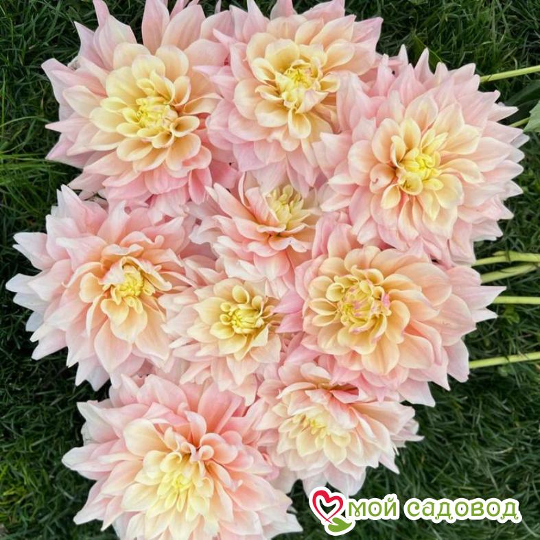 Георгина Брейк Аут